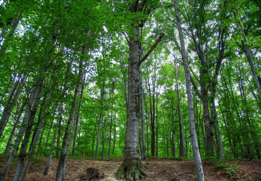 Буковый лес КБР