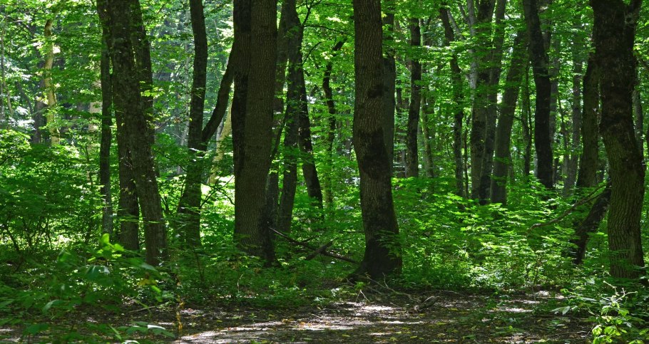 Заповедник Бастак кедрово широколиственные