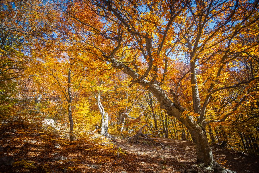 Краснолесье Калининград буковый лес