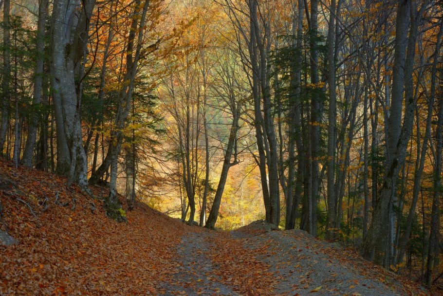 Буковая роща Демерджи