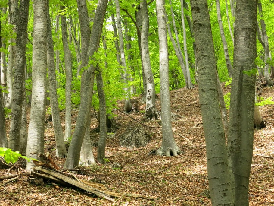 Буковый лес в Крыму