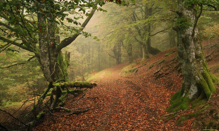Широколиственный буковый лес