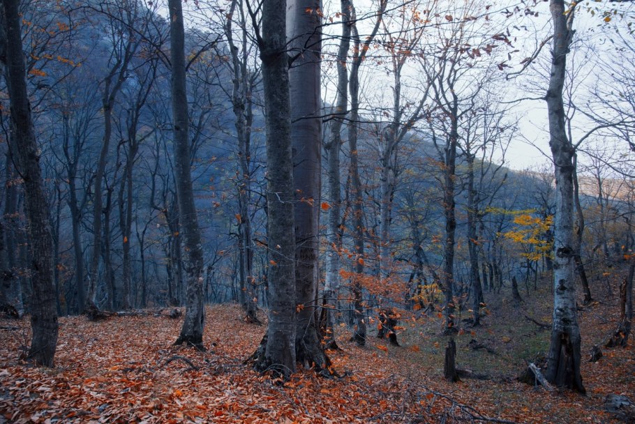 Буковые леса Западной Грузии