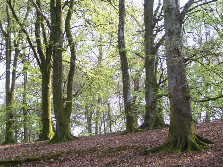 Дубово буковые леса Австрии