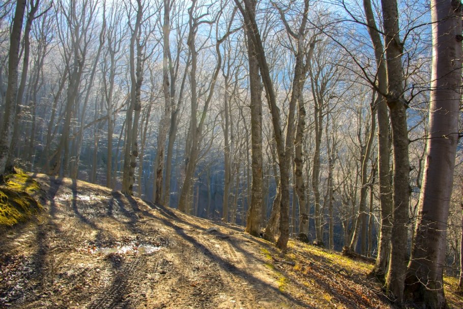 Буковый лес осенью