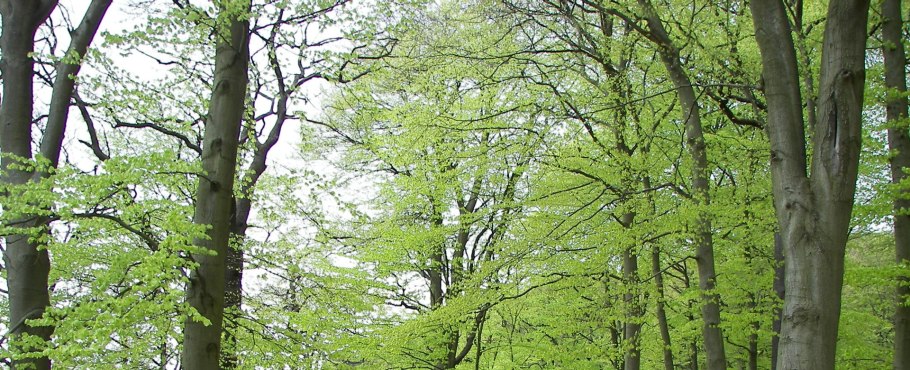 Бук широколиственный лес