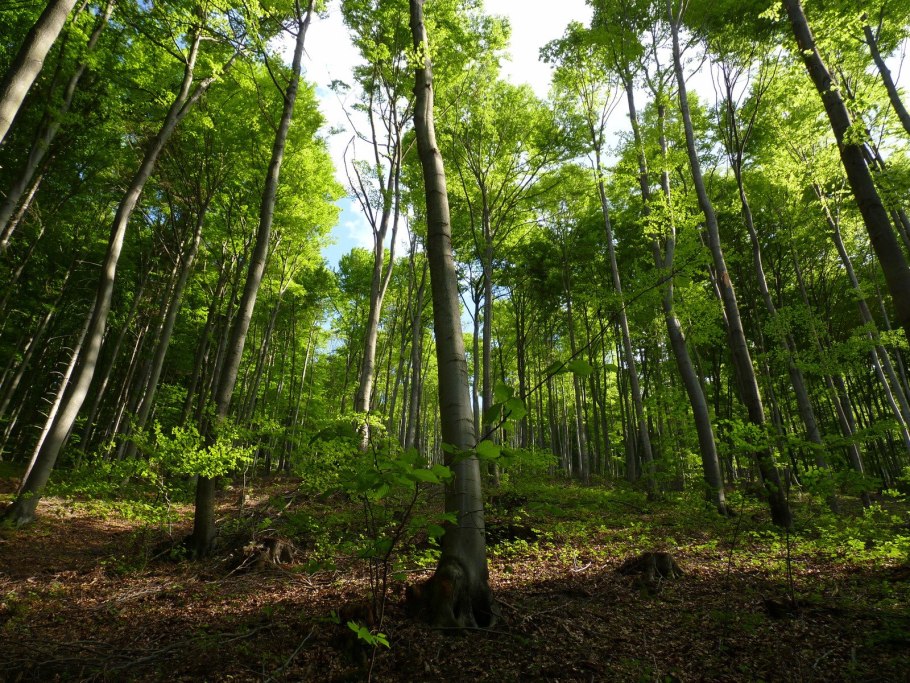 Кленово-буковые деревья