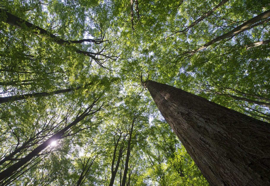 Бук широколиственный лес