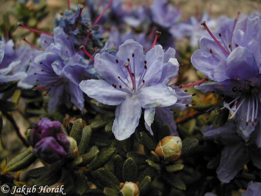 Рододендрон вечнозеленый Импедитум