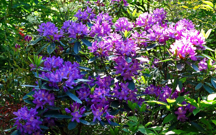 Рододендрон фиолетовый