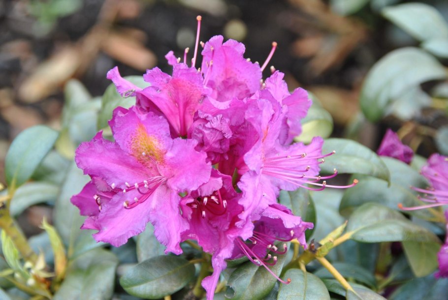 Рододендрон Гентский