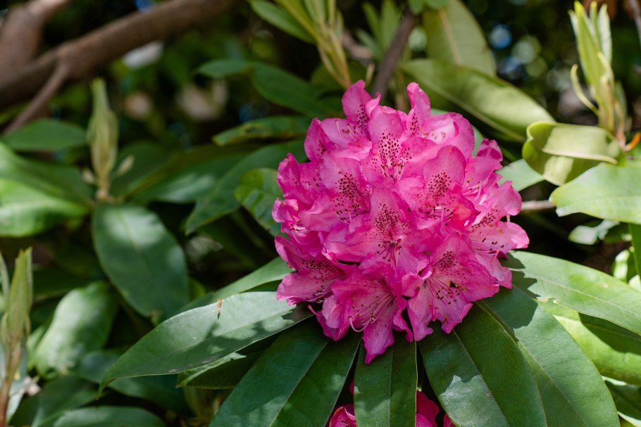 Rhododendron Cecile