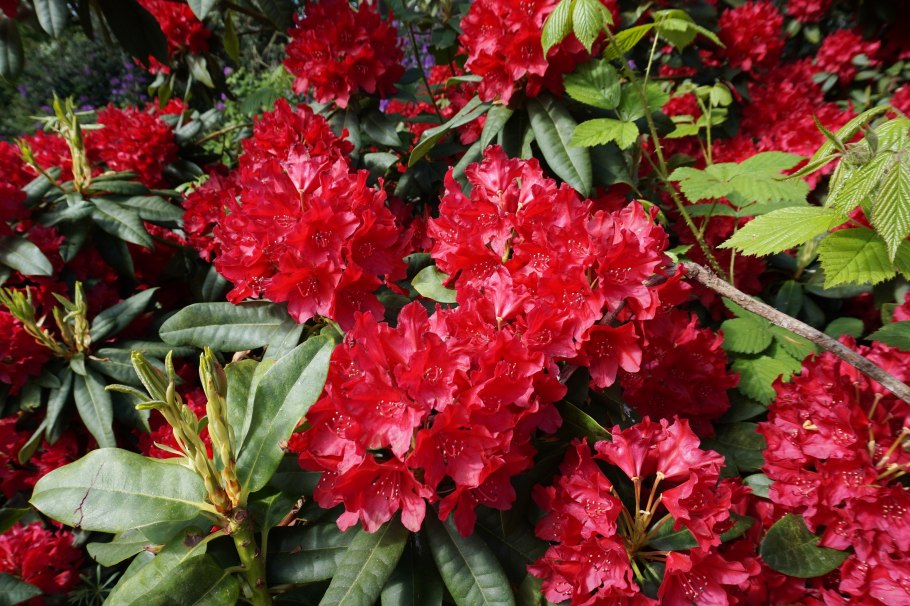 Рододендрон золотистый Rhododendron Aureum