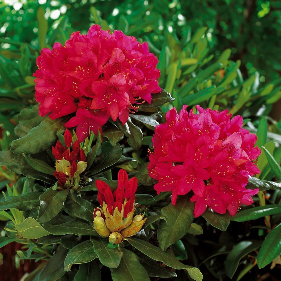 Рододендрон розовый куст