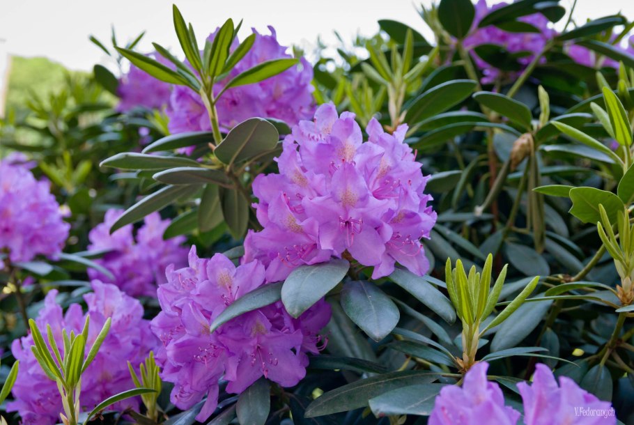 Рододендрон Bluecrop