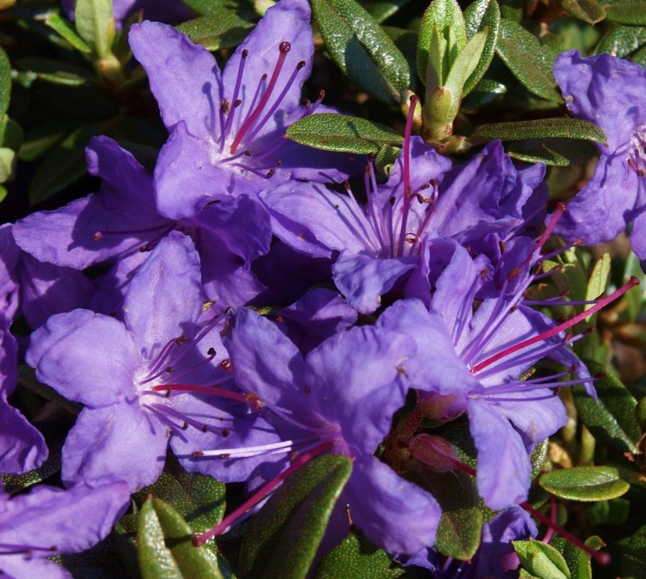 Рододендрон Wladyslaw Lokietek