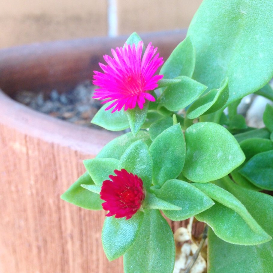 Аптения цветок