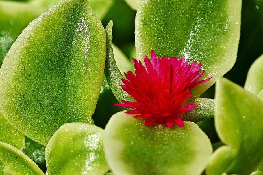 Аптения хакелиана