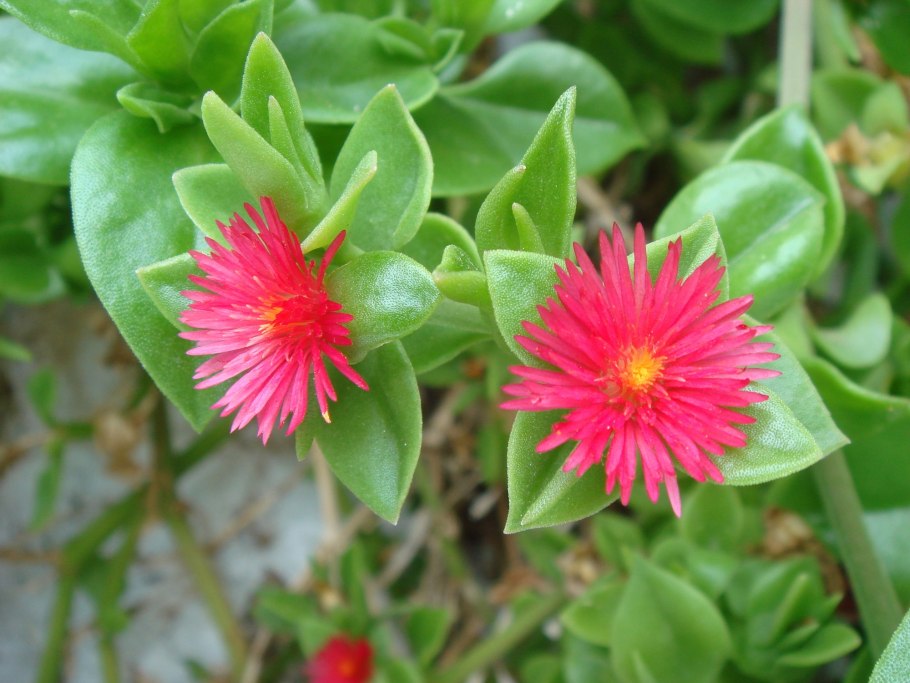 Суккулент аптения