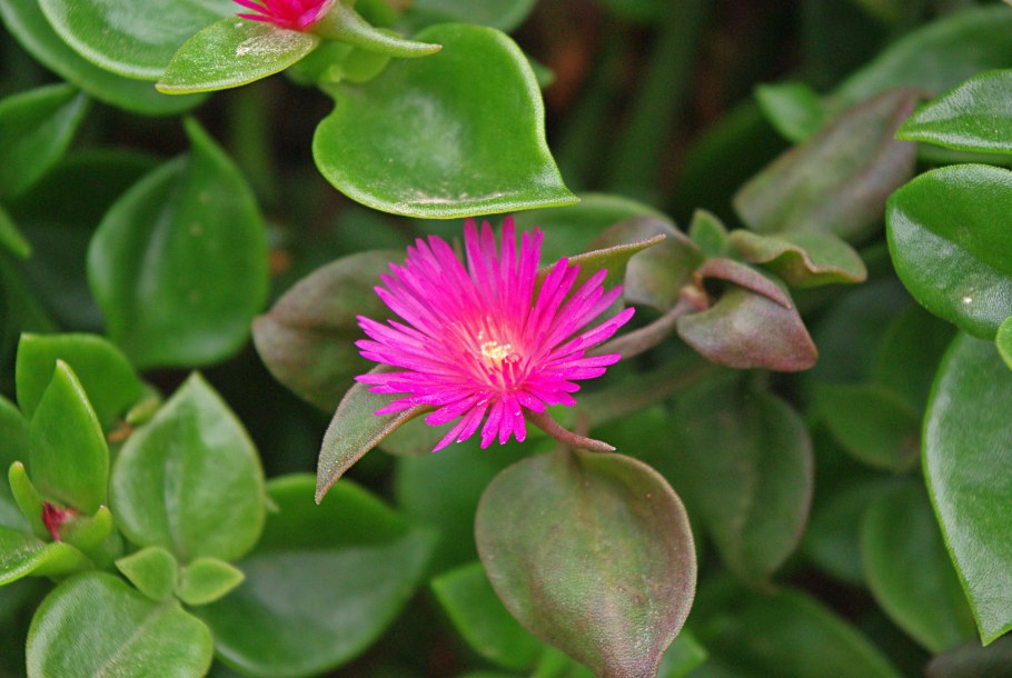 Аптения сердцелистная