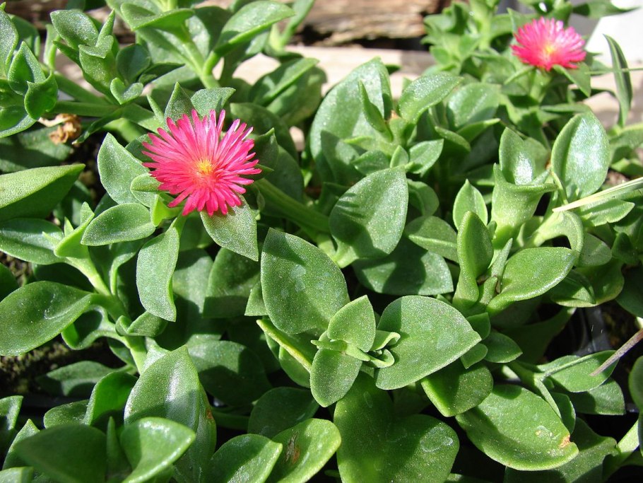 Аптения кордифолия