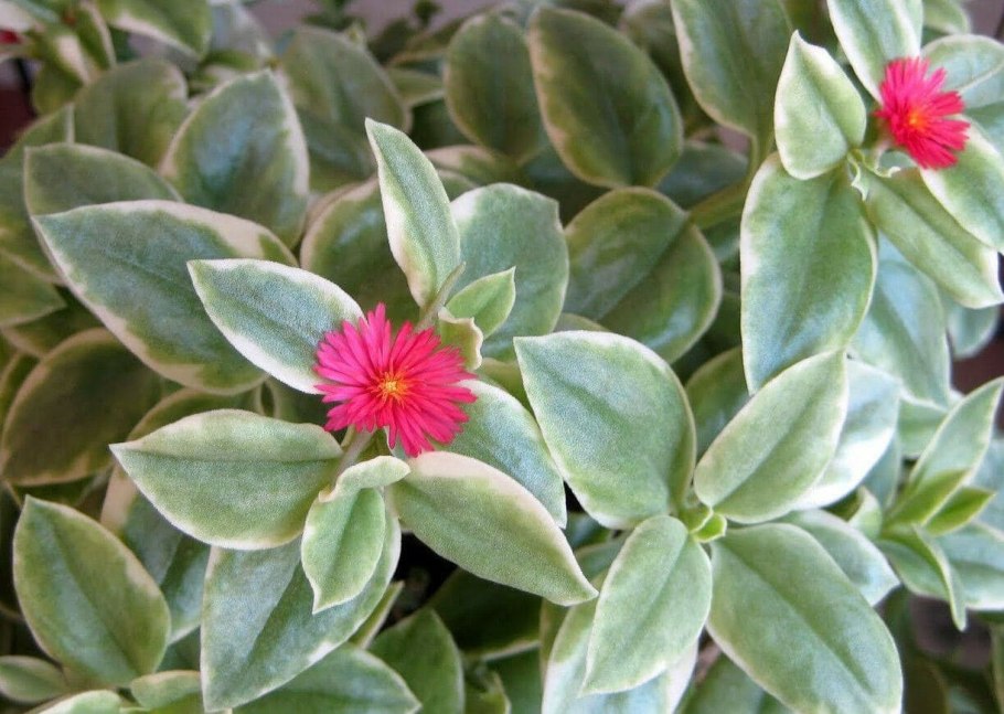 Аптения кордифолия