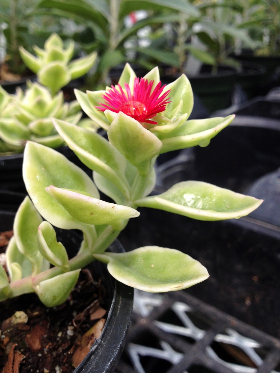 Аптения мелколистная