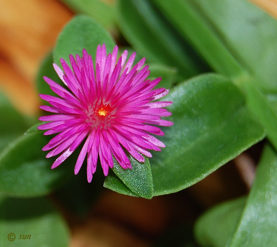 Аптения кордифолия комнатная