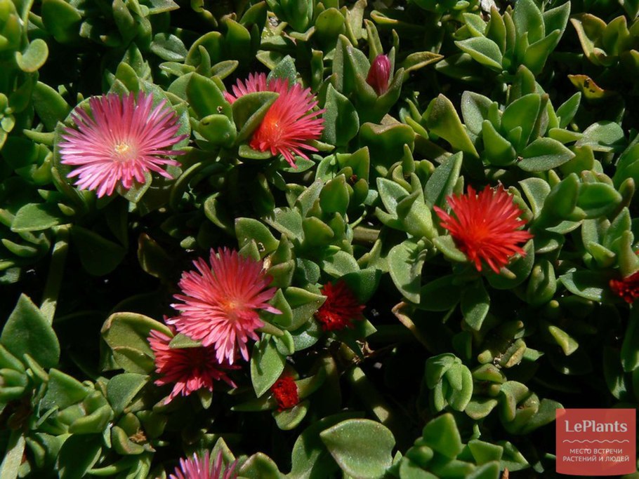 Аптения кордифолия