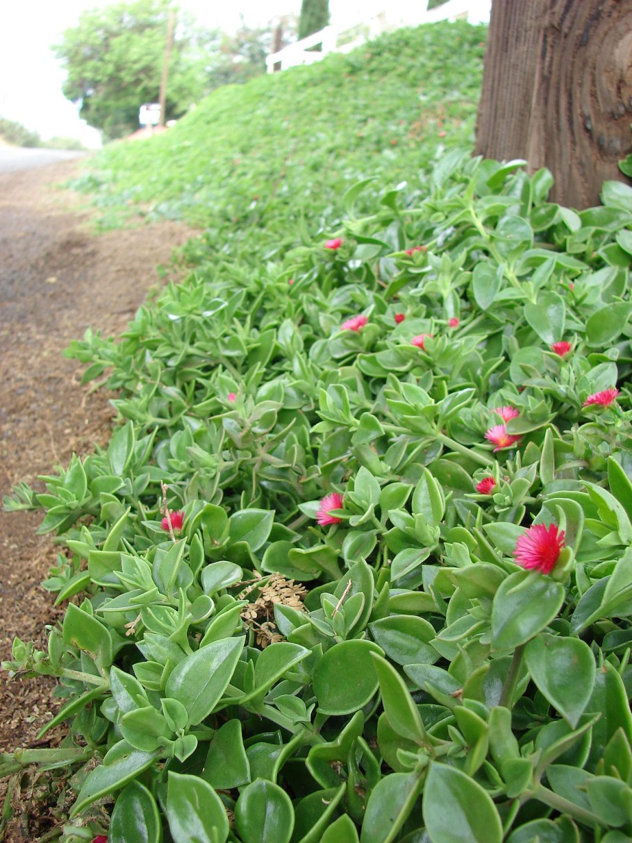 Аптения кордифолия