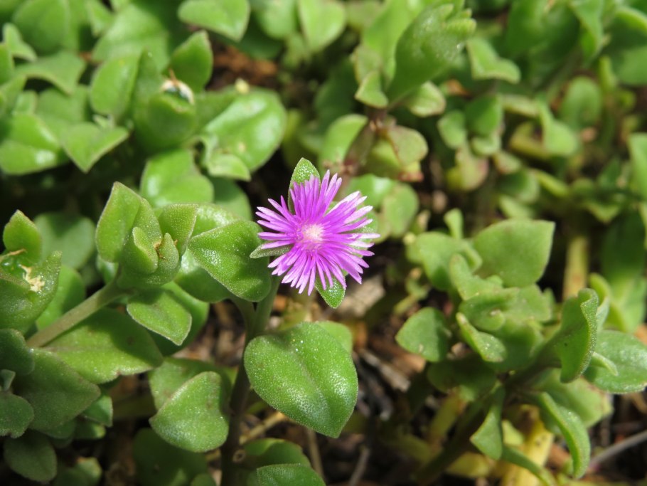 Aptenia cordifolia (розовая)