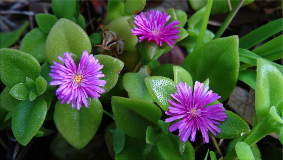 Суккулент аптения