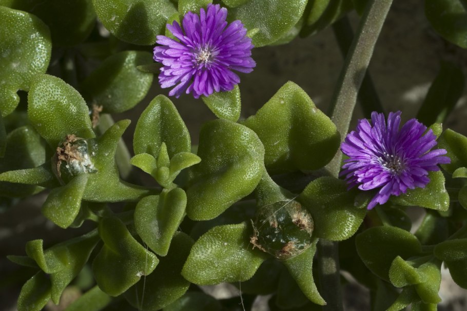 Аптения кордифолия