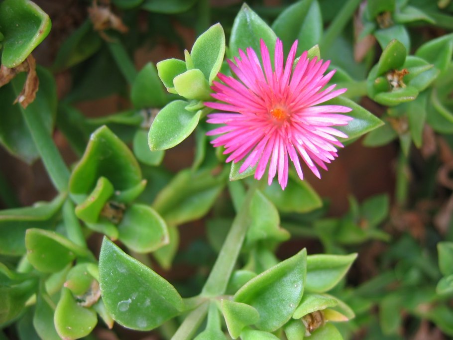 Аптения мелколистная