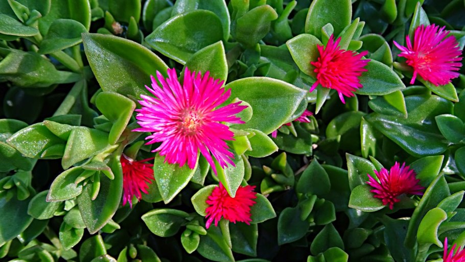 Суккулент аптения