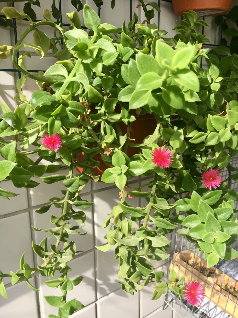 Аптения мелколистная