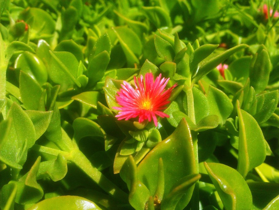 Mesembryanthemum cordifolium