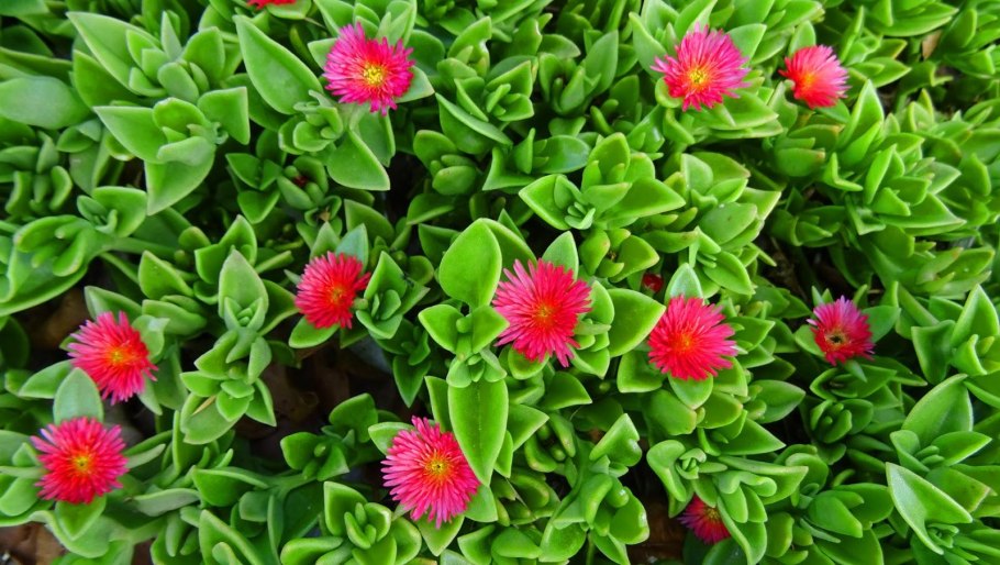 Аптения сердцелистная