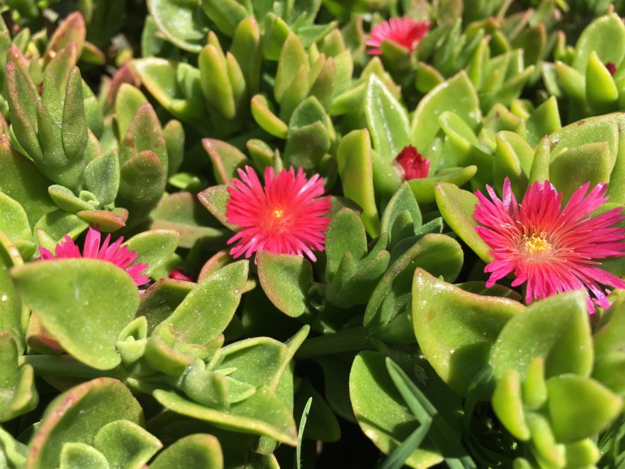 Суккулент аптения