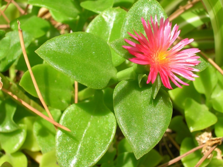 Aptenia cordifolia