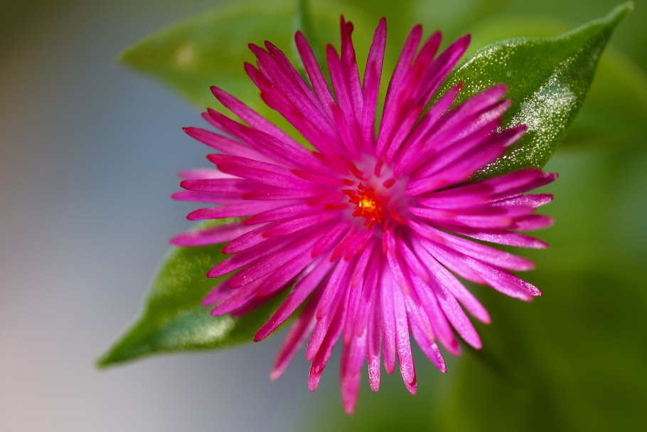 Аптения кордифолия Вариегата