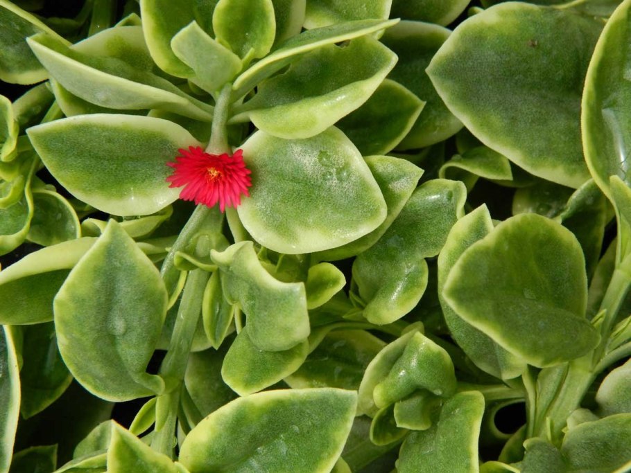 Аптения ланцетовидная