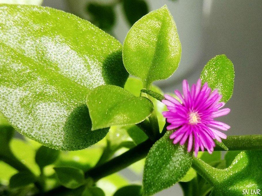 Аптения сердцелистная