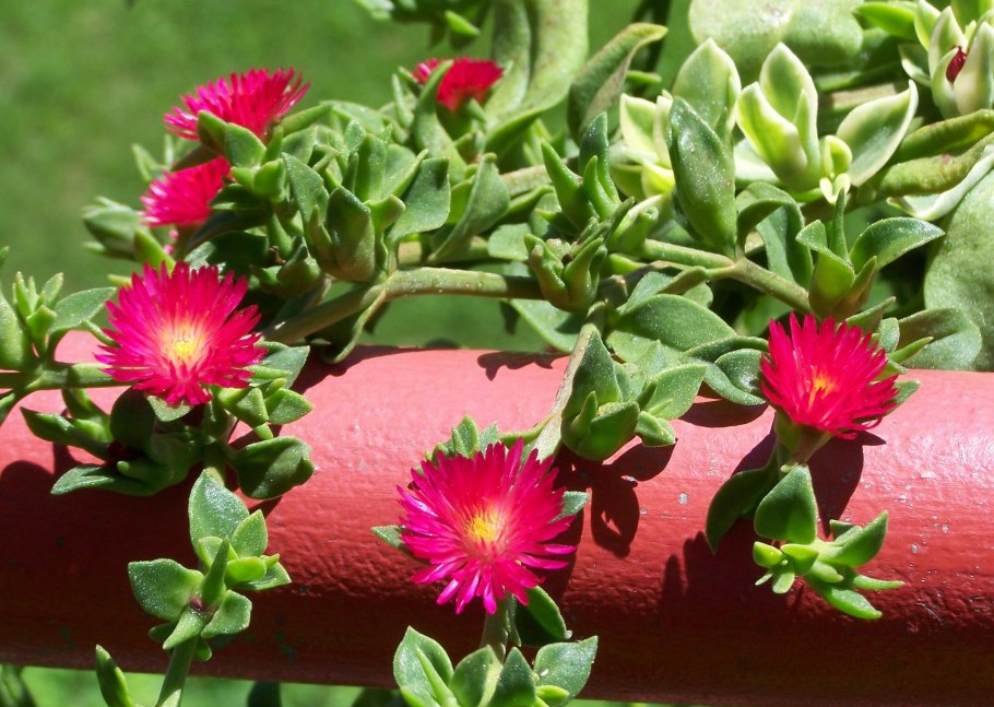 Аптения цветок