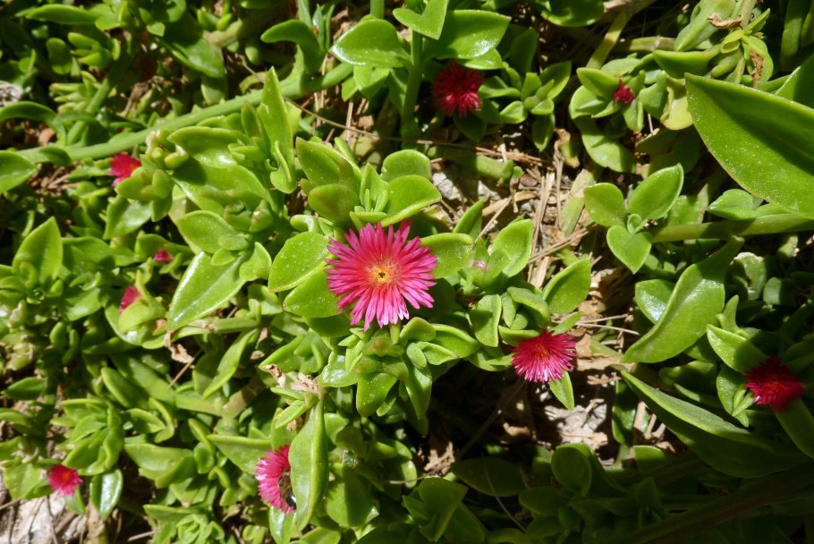 Аптения Вариегата