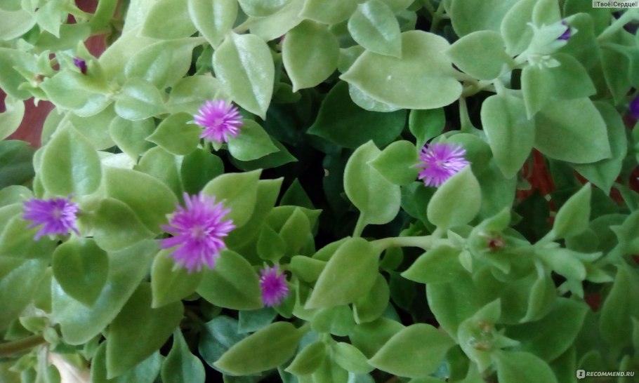 Кактус аптения