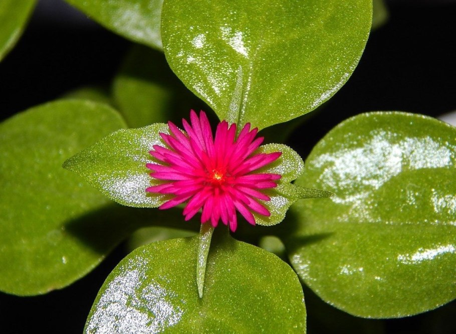 Растения Туниса аптения