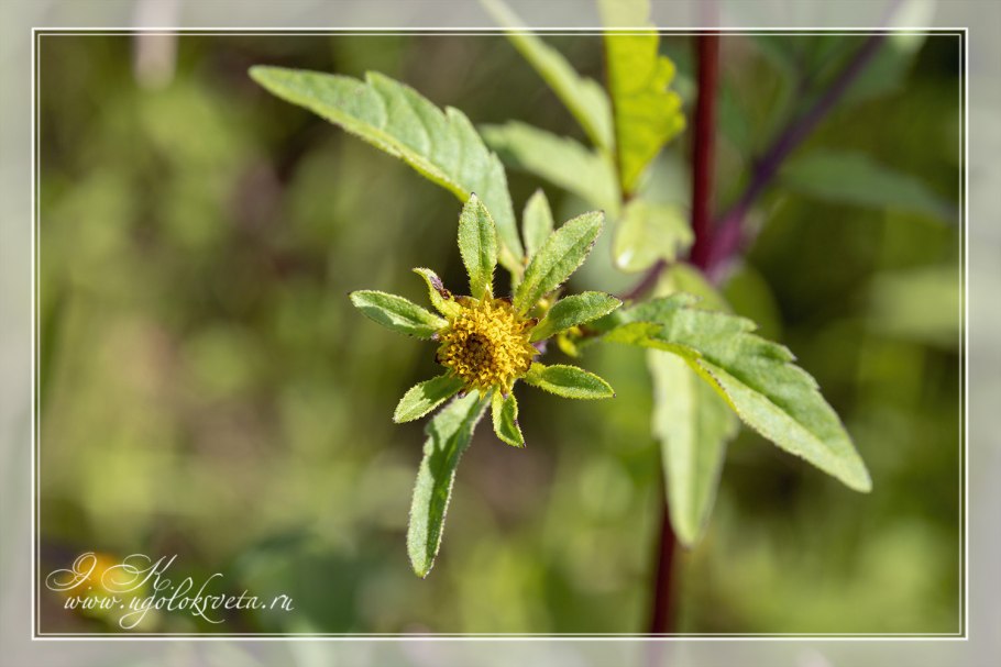 Череда поникшая (Bidens cernua l.)