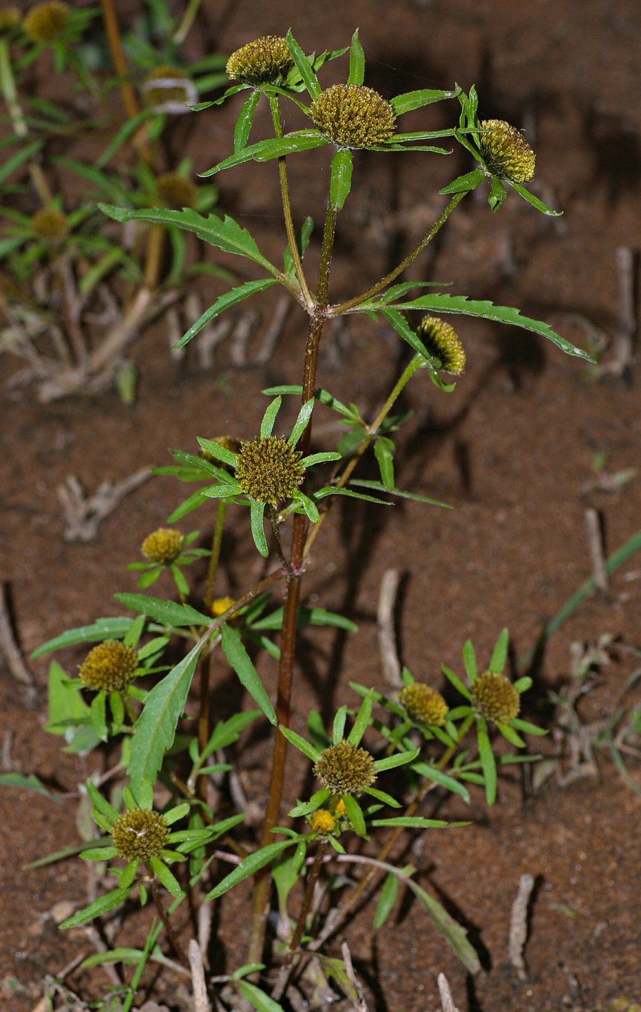 Bidens Radiata иллюстрация