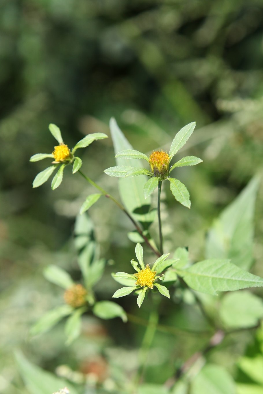 Череда трехраздельная (Bidens tripartita)